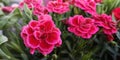 Bush of cerise pink Dianthus caryophyllus of Caryophyllaceae in garden,sunny day