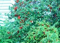 Bush cherry
