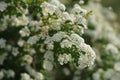 Bush cherry in bloom with small white flowers closeup