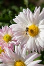 Bush of chrysanthemum chamomile. Lots of delicate flowers. The bee collects nectar. Royalty Free Stock Photo