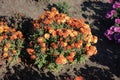 Bush of Chrysanthemum with lots of buds and orange flowers