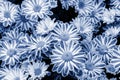 Bush classic blue chrysanthemum blossom, top view. Bright two-tone bouquet of fresh blooming chrysanthemums in nature, tinted Royalty Free Stock Photo