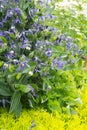 Bush of clematis integrifolia