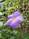 Bush clock vine , purple flower