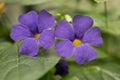 Bush clock-vine Thunbergia erecta, velvety purple flowers with a yellow throat