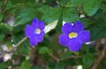 Bush clockvine flowers, Thunbergia erecta, Rio de Janeiro