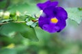 Bush clockvine, Kiing`s mantle, Thunbergia erecta, in blurred green background, Purple flower, Close up and Marco shot, Selective