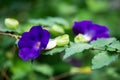 Bush clockvine, Kiing`s mantle, Thunbergia erecta, in blurred green background, Purple flower, Close up and Marco shot, Selective
