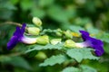 Bush clockvine, Kiing`s mantle, Thunbergia erecta, in blurred green background, Purple flower, Close up and Marco shot, Selective