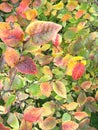 Bush with colorful autumn leaves on green grass Royalty Free Stock Photo