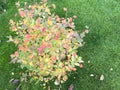 Bush with colorful autumn leaves on green grass Royalty Free Stock Photo