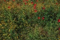 Bush and colorful flowers in a garden