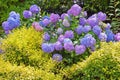 Bush of colorful flowers of Hydrangea in garden Royalty Free Stock Photo