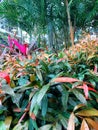 A bush of colorful young leaves with raindrops