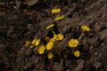 Bush of coltsfoot flowers grows from the earth in a sunny day. Yellow spring herbs used in herbal medicine. Royalty Free Stock Photo