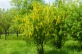 Bush of common laburnum in full bloom in May Royalty Free Stock Photo