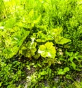 A bush of common mallow on a windy May day. The mallow has not released flower buds yet Royalty Free Stock Photo