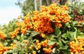 Bush of common sea buckthorn with ripe fruits. Hippophae rhamnoides. Macro picture