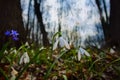 Bush of common snowdrop first flowers, Galanthus nivalis, plant grow in fallen oak leaves, early spring sunset