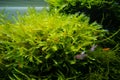 Bush of common water moss and aquatic plants in a beautiful freshwater ryoboku aquascape detail, Amano style planted aquadesign