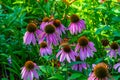 Bush of coneflower. Many   Vanessa cardui, Painted lady butterfly on pink coneflower, echinacea, Royalty Free Stock Photo