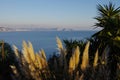 Bush of Cortaderia and the gulf of Naples