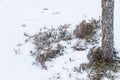 Bush cranberries in the snow