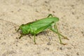 Bush-Cricket Royalty Free Stock Photo
