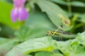 Bush Cricket or Katydid on Green Plant Royalty Free Stock Photo