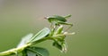 Bush-cricket, Isophya pyrenaea Royalty Free Stock Photo