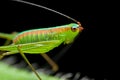 Bush Cricket/katydid Royalty Free Stock Photo