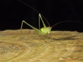 Bush cricket,katydid,Tettigoniidae Royalty Free Stock Photo