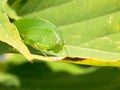 Bush cricket on a leaf Royalty Free Stock Photo