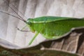 Bush crickets or katydids insect of Tettigoniidae family Royalty Free Stock Photo