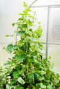 Bush cucumber plant growing in the home greenhouse