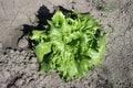 Bush Curly Lettuce In The Garden. Green Salad, Healthy Greens. Growing Vegetables