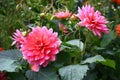 Dahlia against the background of willow branches. Royalty Free Stock Photo