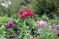 A bush of the Dahlia variety Maxim in the Butchart garden