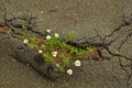 Bush daisies grew up of asphalt Royalty Free Stock Photo