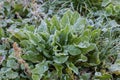 Bush of dandelion covered with hoarfrost in autumn overcast morning Royalty Free Stock Photo