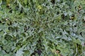 Bush of dandelion covered with hoarfrost in morning, top view Royalty Free Stock Photo