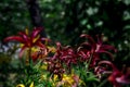 A bush of dark burgundy lilies with green stems grows in the garden Royalty Free Stock Photo