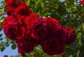 Bush of dark roses in the garden