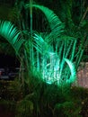 A bush decorated  with  green light ,ready for a reception  marriage party. Royalty Free Stock Photo