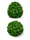 Bush decorative boxwood