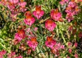A bush of deep pink flowers, Alstroemeria, commonly called the Peruvian lily or lily of the Incas