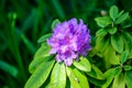 Bush of delicate blue magenta flowers of azalea or Rhododendron plant in a sunny spring Japanese garden, beautiful outdoor floral Royalty Free Stock Photo