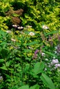 A bush of delicate pink flowers of Japanese perennial anemone