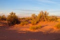 Bush in the desert at sunset Royalty Free Stock Photo