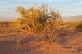 Bush in desert in sunset light Royalty Free Stock Photo